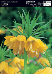 Szachownica Cesarska Lutea 1 szt.