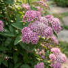 Tawuła Japońska Little Princess (Spiraea Japonica Little Princess) – sadzonka w doniczce C1,5 – Botana