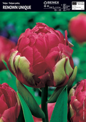 Tulipan Renown Unique 5 szt.