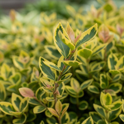 Trzmielina Fortune'a Emerald'n Gold (Euonymus Fortunei Emerald'n Gold) – sadzonka w doniczce C1,5 – Botana