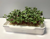 Mikrolistki – Zestaw Do Uprawy MicroGreen + Nasiona – Kiepenkerl
