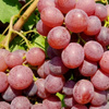 Winorośl Canadice (Vitis Canadice) – sadzonka w doniczce C2 – Botana