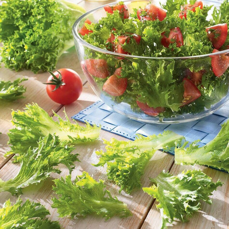 Sałata Dębolistna 'Crispita II' – Kiepenkerl