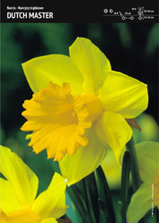 Narcyz ‘Dutch Master’ – 7 szt.