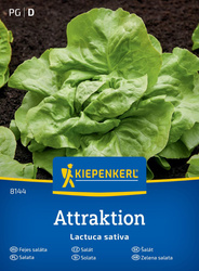 Sałata masłowa Attraktion Kiepenkerl