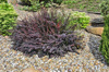 Berberys Thunberga 'Atropurpurea Nana' – sadzonka w doniczce C2 – Botana