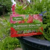 Złotooki bohater Vegano – 200 larw na mszyce, wciornastki, mączliki i wełnowce – 10 m² ochrony