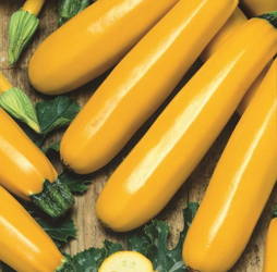 Cukinia 'Soleil' – Żółta – Kiepenkerl