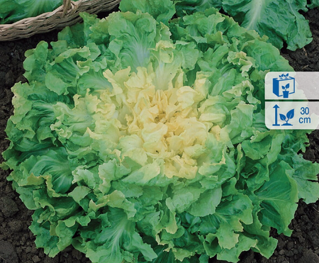 Endywia 'Breedblad Volhart Winter' – Kiepenkerl