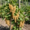 Porzeczka Biała z Juterbog (Ribes Niveum Biała z Juterbog)