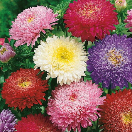 Aster Chiński 'Prinzess' – Mix Nasion – Kiepenkerl