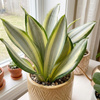 Sansewieria (Sansevieria trifasciata Green Ghost) – sadzonka