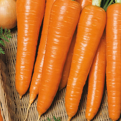 Marchew 'Rote Riesen' – Późna – Kiepenkerl