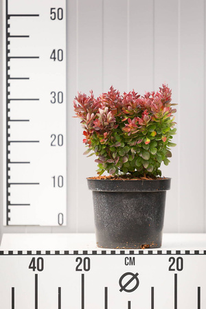 Berberys Thunberga 'Admiration' PBR – Sadzonka 20 cm