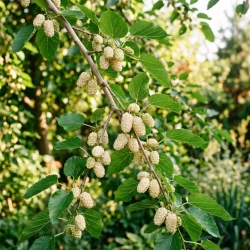 Morwa Biała (Morus Alba) – sadzonka w doniczce C2 – Botana