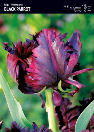 Tulipan 'Black Parrot' – 12 szt