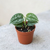 Scindapsus pstry (Scindapsus pictus 'Trebie') – sadzonka rozmiar M