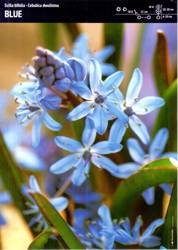 Cebulica Dwulistna ‘Blue’ – 7 szt.