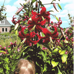 Lilia drzewiasta Miss Feya 1 szt.