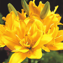 Lilia azjatycka pełna Fata Morgana 1 szt.