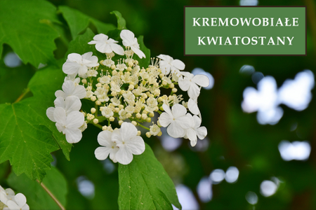 Hortensja Bukietowa 'Tardiva' – Sadzonka 30-40 cm