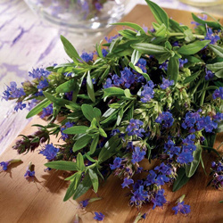 Hyzop Lekarski 'Ysop' – Kiepenkerl