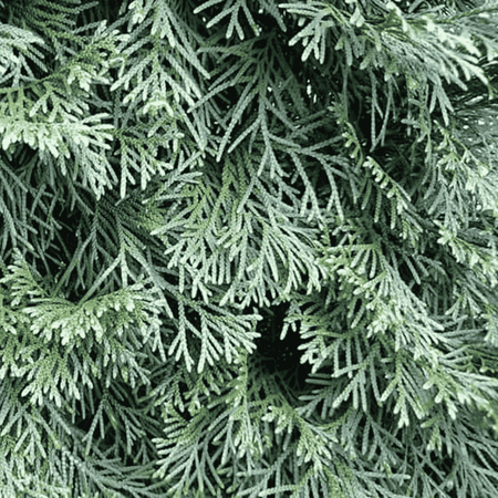 Jałowiec Pfitzera 'Pfitzeriana' – Sadzonka 60-80 cm