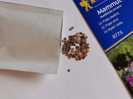 Lewkonia 'Mammut Excelsior' - Mix Nasion - Kiepenkerl