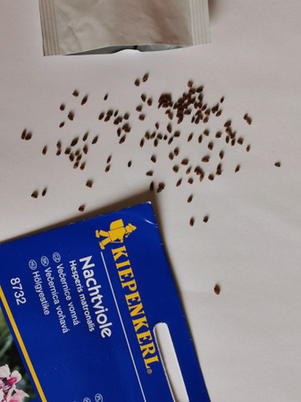 Wieczornik damski - Nasiona - Kiepenkerl