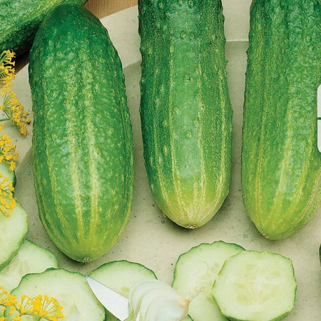 Ogórek Sałatkowy 'Delikates' – Kiepenkerl