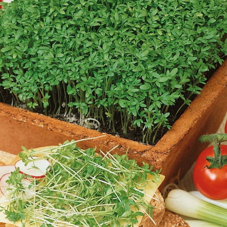 Rzeżucha 'Krause Kresse' – Całoroczna – Kiepenkerl