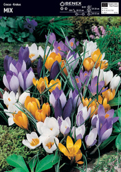 Krokus Mix 10 szt.