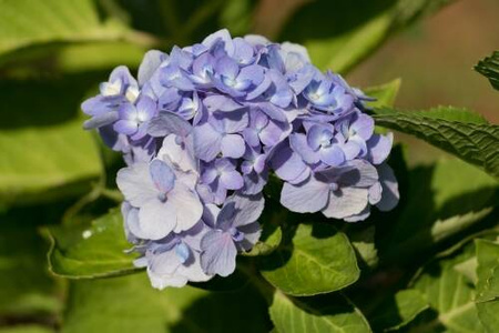 Hortensja Ogrodowa 'Bodensee' – sadzonka w doniczce C2 – Botana