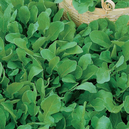 Rukola Rokietta Siewna 'Ruca' – Kiepenkerl