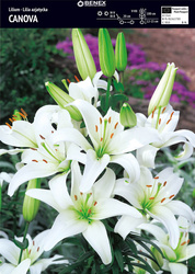 Lilia Azjatycka Canova 1 szt.
