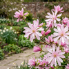 Magnolia gwieździsta Rosea (Magnolia Stellata Rosea) – sadzonka w doniczce C2 – Botana