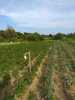 Kunagone – Odstraszacz Dzików – 10 szt.