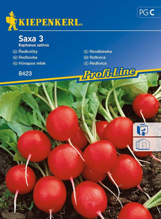 Rzodkiewka 'Saxa 3' – Bardzo Popularna – Kiepenkerl