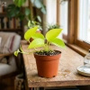 Epipremnum Neon (Golden Pothos) – sadzonka rozmiar M