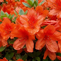 Azalia japońska Geisha Orange (Azalea Japonica Geisha Orange) – sadzonka w doniczce C2 – Botana