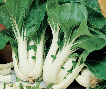 Pak Choi 'Joi Choi' F1 – Kiepenkerl