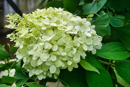 Hortensja Bukietowa 'Magical Candle Bokraflame' – sadzonka w doniczce C2 – Botana