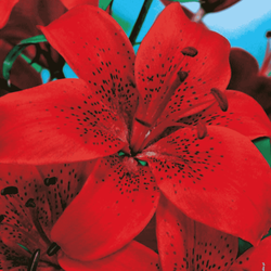 Lilia azjatycka Diabora 1 szt.