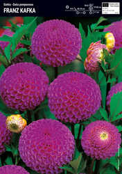 Dalia Franz Kafka - 1 szt.