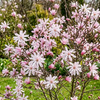 Magnolia gwieździsta Rosea (Magnolia Stellata Rosea) – sadzonka w doniczce C2 – Botana
