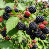 Jeżyna bezkolcowa Loch Ness (Rubus Fruticosus Loch Ness) – sadzonka w doniczce C2 – Botana
