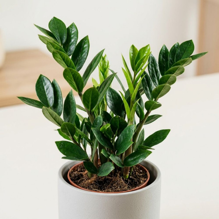 Zamiokulkas zamiolistny (Zamioculcas zamiifolia) – sadzonka rozmiar M