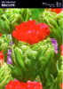 Tulipan 'Bull's Eye' – 10 szt.