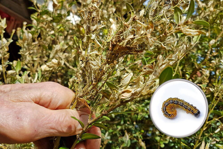 Lepinox Plus – Zwalcza Ćmę Bukszpanową I Gąsienice Motyli – 30 g