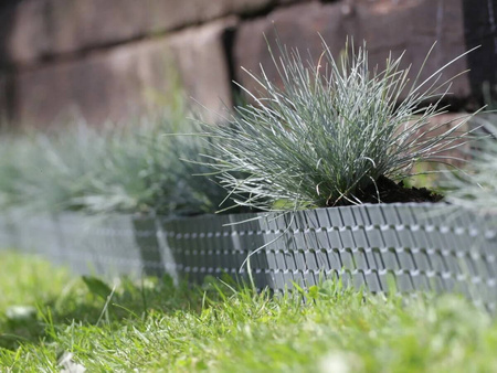 Kostrzewa sina – Niebieska trawa – 9 szt. pakiet